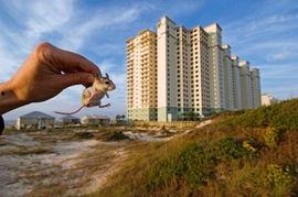 阿拉巴马热潮,揭秘南美国际文化交流的璀璨火花